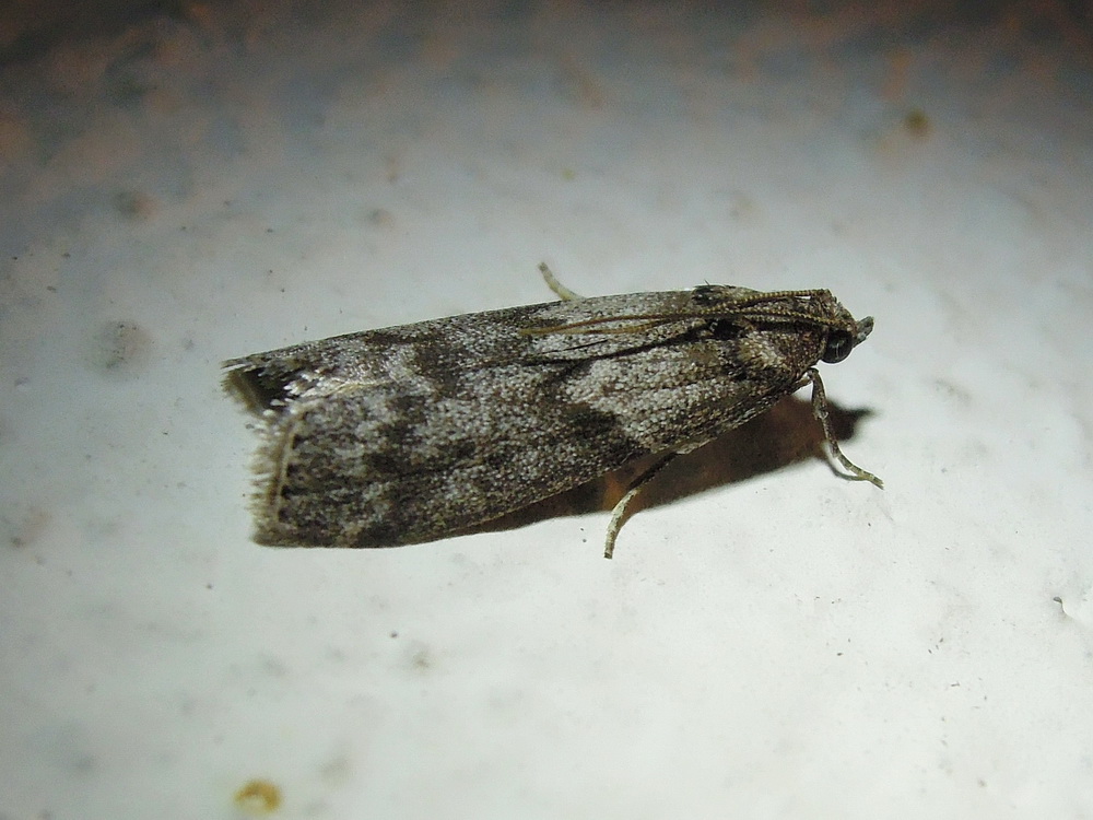 Apomyelois ceratoniae (Pyralidae)